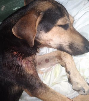 [Vídeo] Cãozinho atacado por pitbull em Campo Alegre passa por acompanhamento veterinário