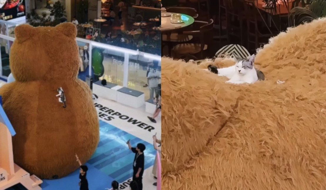 [Vídeo] Gatinho escala urso gigante em shopping na China e tira soneca no topo