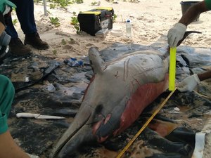 Animais marinhos são encontrados mortos na Praia do Francês