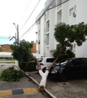 Árvore cai em cima de carros em Maceió