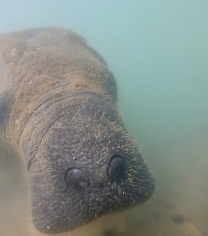 Laudos sobre mortes de peixes-bois em Porto de Pedras apontam contaminação