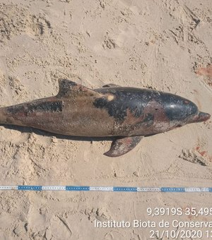 Golfinhos são encontrados mortos em praias do litoral Norte