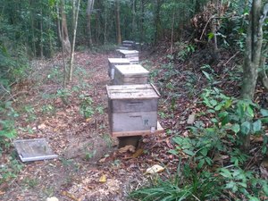 Envenenamento de abelhas causa prejuízo de mais de R$ 15 mil em Maragogi
