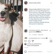 Cadela que teve roupa roubada ganha mais de 20 mil seguidores nas redes