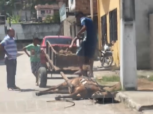 Polícia Civil conclui que cavalo não sofria de maus tratos