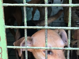 Vigilância em Zoonoses resgata animais abandonados em clínica veterinária