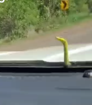 Cobra aparece em capô de ambulância e surpreende socorristas do Samu em Campo Grande-MS