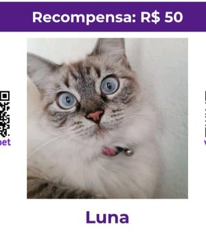 Família procura por gata doméstica desaparecida em Arapiraca