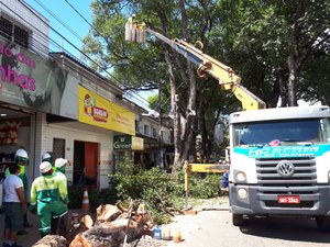 Rua das Árvores segue interdita até a quinta-feira, após queda de árvore 