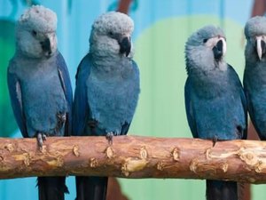 Risco de extinção: últimas ararinhas-azuis livres na natureza estão com vírus letal