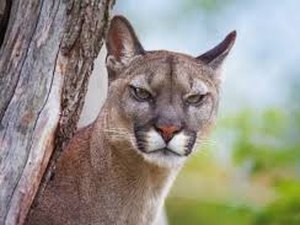 Como um homem matou um puma com as próprias mãos