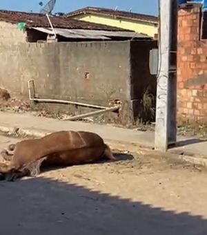 Poste energizado provoca morte de cavalo e assusta moradores em Porto Calvo