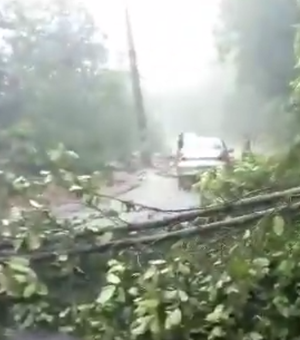 [Vídeo] Barreira com árvore cai e por pouco atinge carro em Fernão Velho