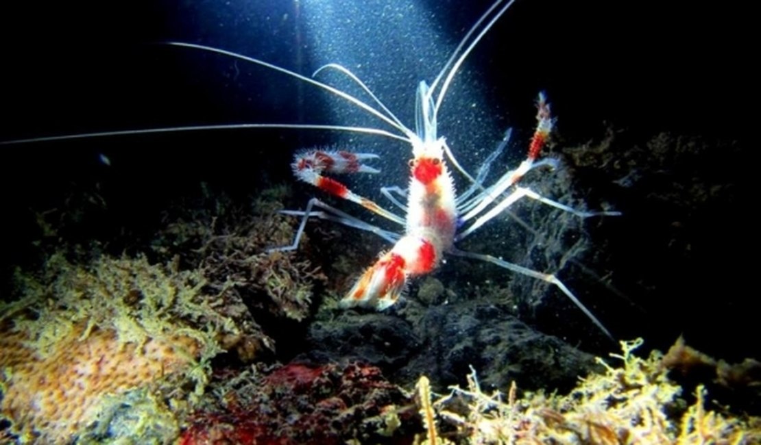 Isolamento da Piscina do Amor apresenta resultados positivos