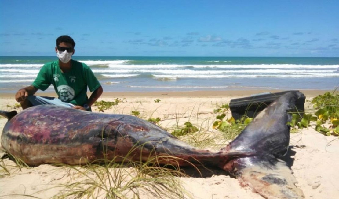 Baleia é encontrada morta em praia da cidade de Coruripe