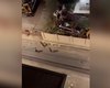 Vídeo flagra gritaria e pedidos de socorro em assalto à mão armada no Centro de Maceió