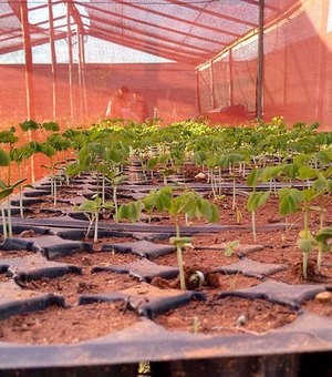 Ação de reflorestamento contabiliza mais de 30 mil mudas semeadas em Alagoas