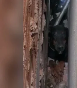 Apavorada com fogos, cadela se esconde e fica presa em parede;vídeo