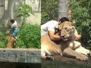 Vídeo mostra Vaqueirinho abraçando leoa e viraliza nas redes. Entenda