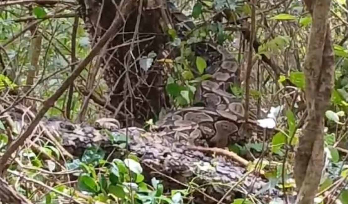 [Vídeo] Cobra gigante é encontrada presa em árvore na cidade de Estrela de Alagoas