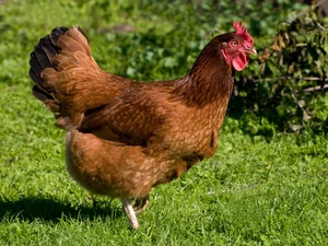 Ceará confirma primeiro foco de gripe aviária em aves domésticas no interior do estado