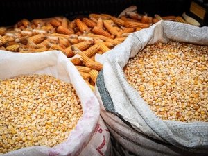 Distribuição de sementes beneficia mais de 76 mil famílias