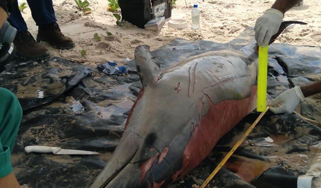 Animais marinhos são encontrados mortos na Praia do Francês