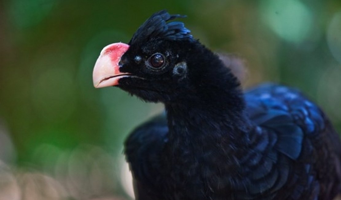 Mutum-de-Alagoas agora é oficialmente ave símbolo do Estado