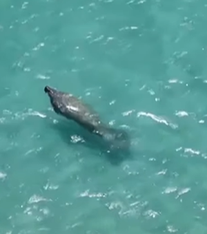 Peixe-boi aparece em praia de Ipioca e encanta banhistas