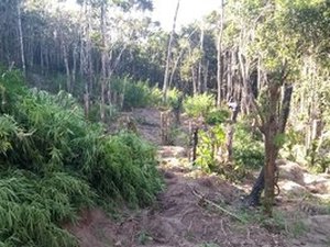 Polícia flagra plantação de maconha em terreno de igreja evangélica em Maceió