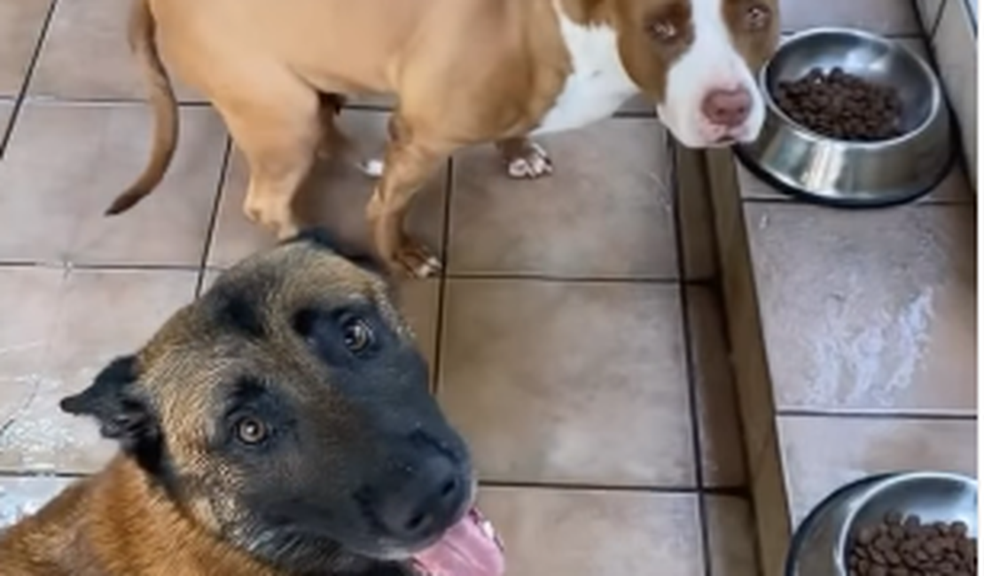 Cães só se alimentam após ouvirem o 'Amém' do tutor e vídeo viraliza nas redes