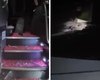 Ônibus com universitários é atacado com bombas caseiras na BR-104, em Messias