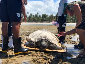 Tartaruga é resgatada e reintroduzida à natureza