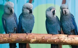 Risco de extinção: últimas ararinhas-azuis livres na natureza estão com vírus letal