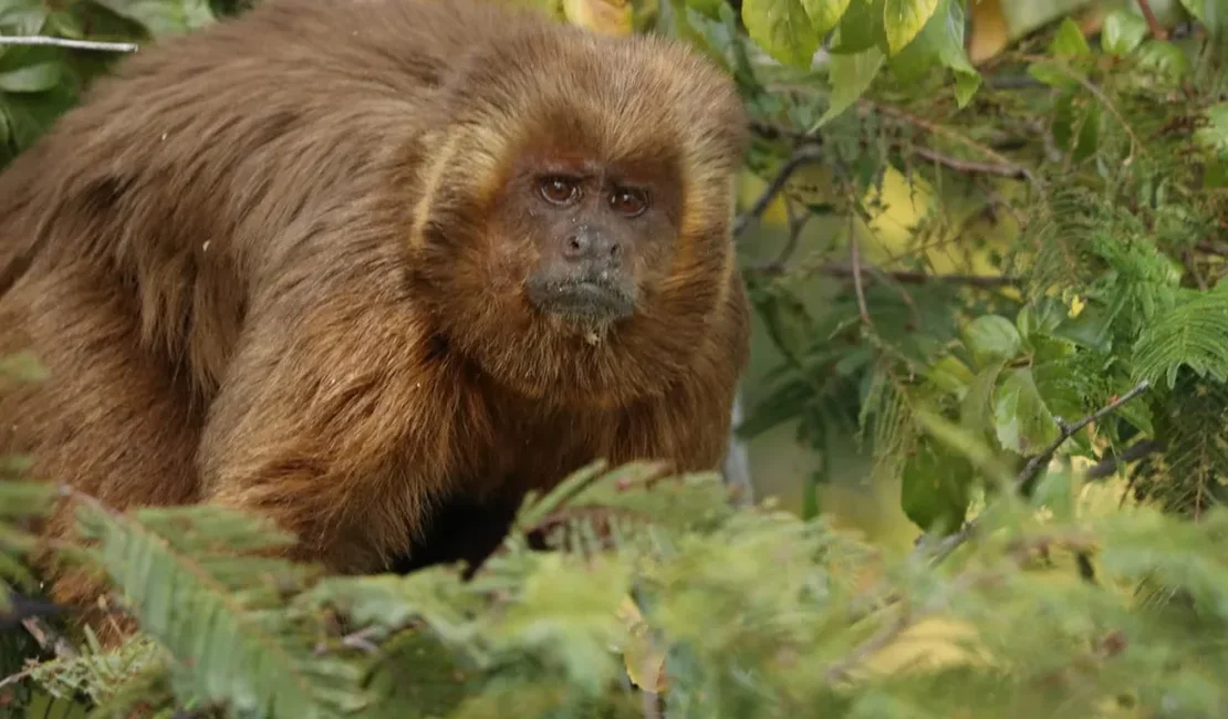 Delmiro Gouveia realizará Semana da Caatinga com foco na preservação do Macaco-Prego-Galego