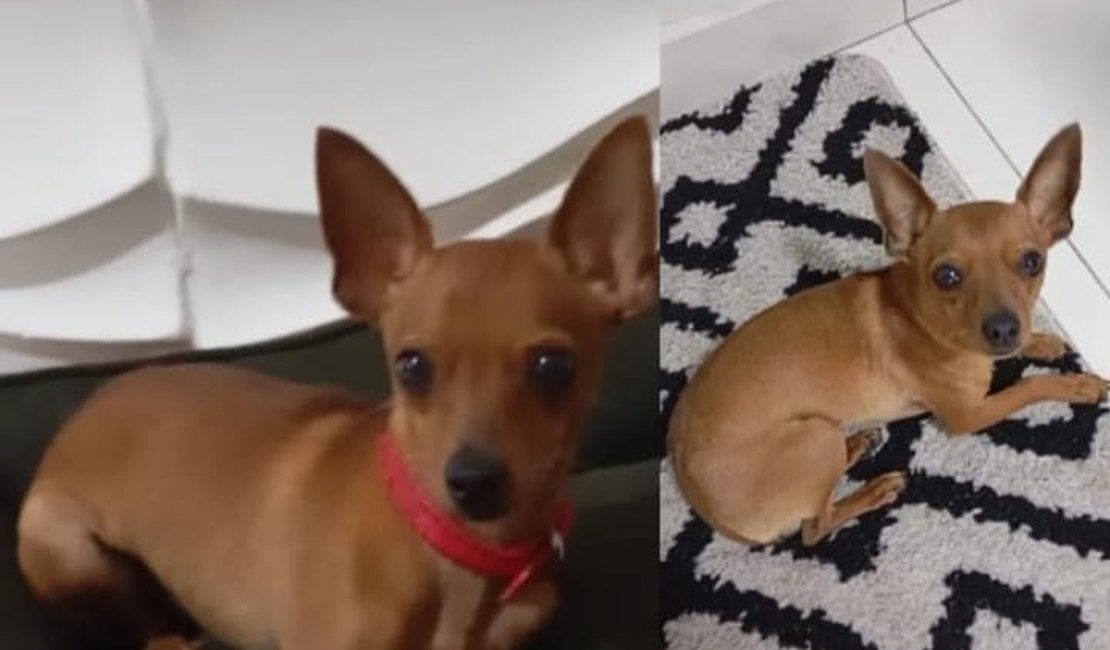 Tutora tenta localizar cachorro da raça pinscher que desapareceu em Arapiraca