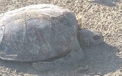 Tartaruga em estado de decomposição é encontrada em Maragogi