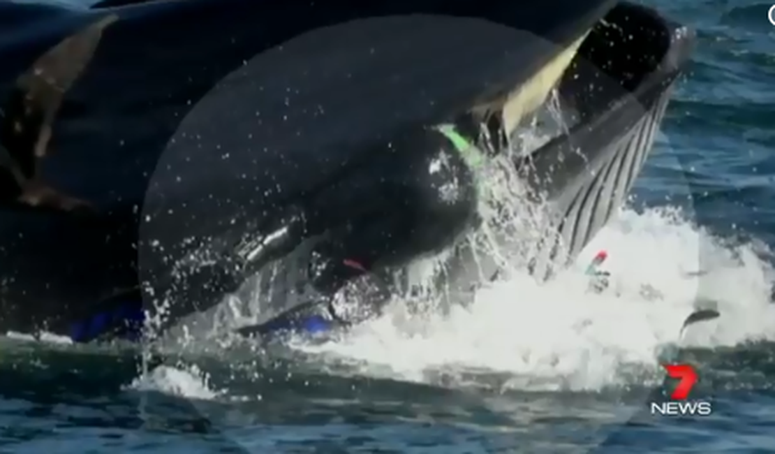 Mergulhador sul-africano é engolido por baleia, mas consegue escapar