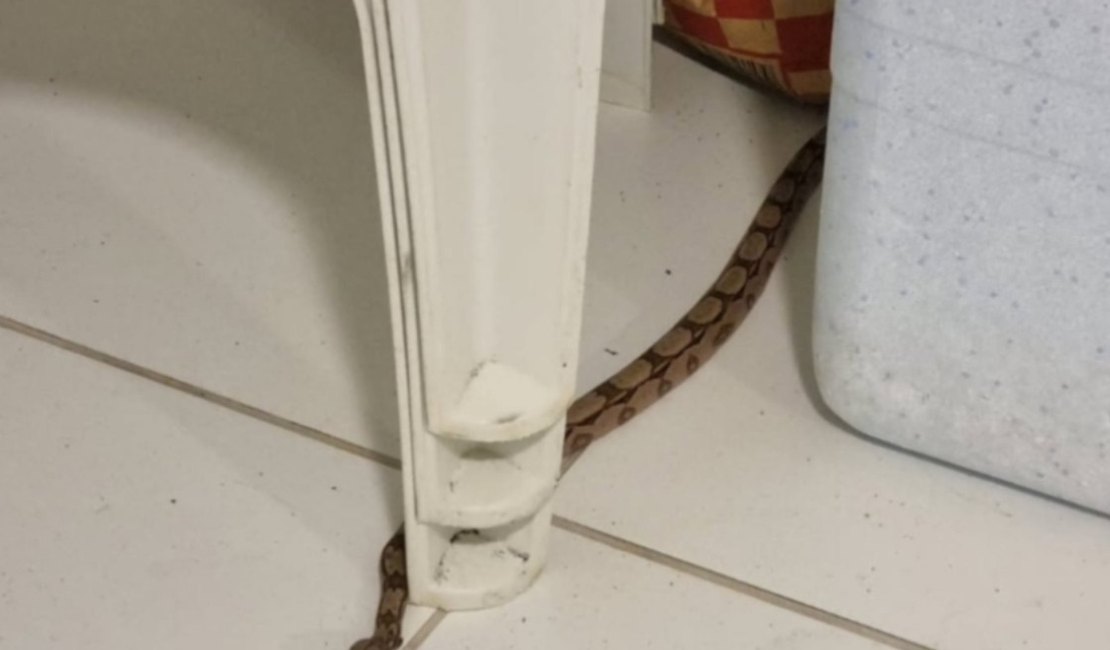Jibóia invade residência em Marechal Deodoro e é resgatada pelo BPA