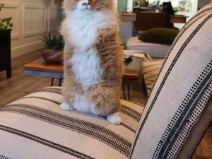 Gato faz sucesso na internet após perder duas patas e andar em pé