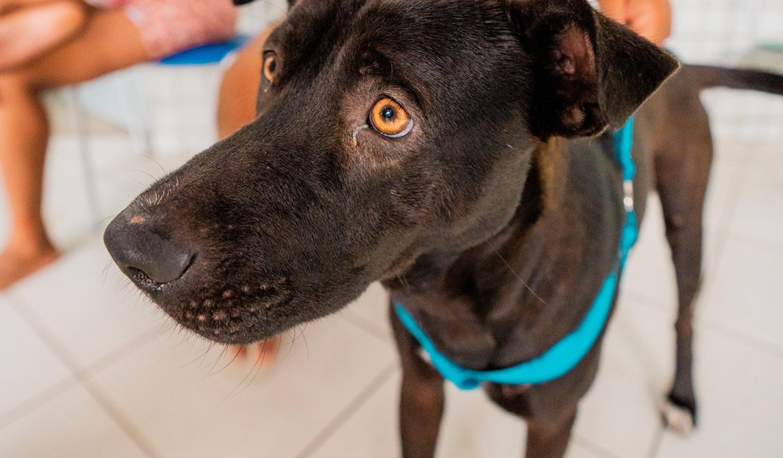Secdef promove Feira de Adoção de Animais na Ponta Verde, neste domingo (20)