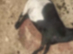 Criadores relatam novo ataque a ovelhas e temem 'chupa-cabra' no Agreste