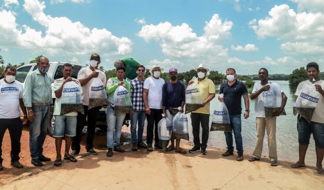 Parceria entre Prefeitura de Penedo e Codevasf distribui alevinos para piscicultores