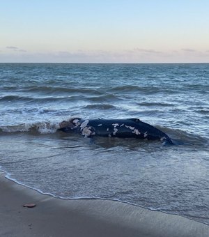 [Vídeo] Baleia morre encalhada na Barra de Santo Antônio