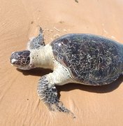 Tartaruga-verde é encontrada morta na orla de Cruz das Almas