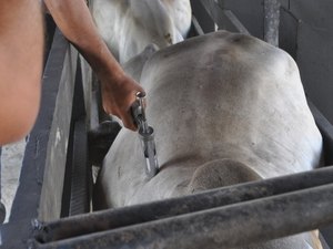2ª etapa da campanha de vacinação contra a febre aftosa acontece em novembro