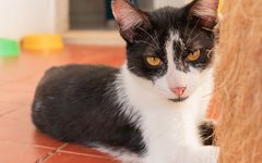 Gato para adoção da ONG S.O.S. Pet Pinheiro