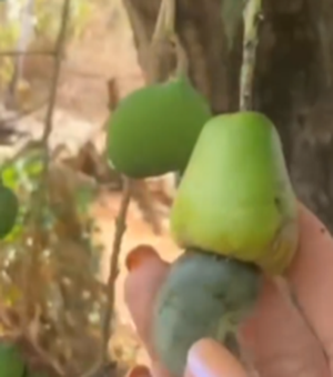 [Vídeo] Mistério de mangueira que começou a produzir cajus em Arapiraca continua