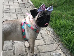 Família procura cão desaparecido em Arapiraca