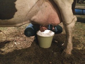 Lideranças destacam importância do Programa do Leite para Alagoas